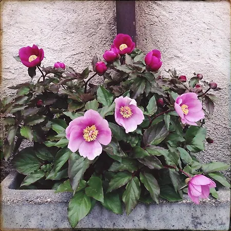 Rosa Del Gennargentu